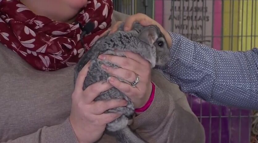 chincilla